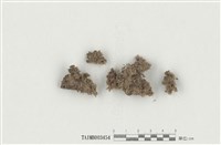 藏品(白髮苔屬)的圖片